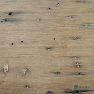 栗子木虫眼 chestnut wormy