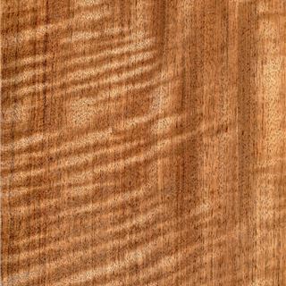 非洲相思木有影 Etimoe Figure